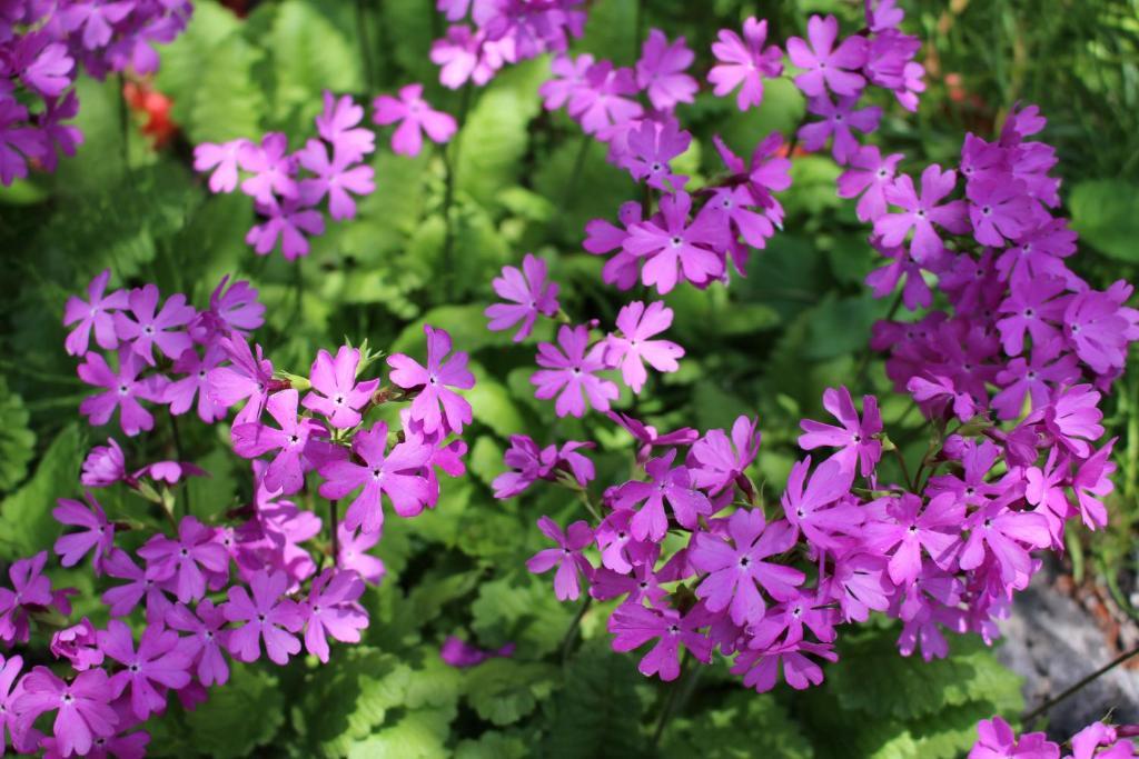 Pension Candytuft Karuizawa Bagian luar foto